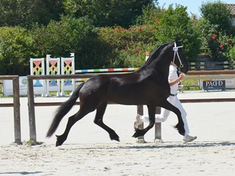 Irynke du Manoir pouliniere frison aux championnats de France en concours de Modèles et Allures