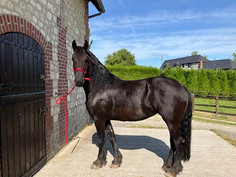 Irynke du Manoir pouliniere frison de notre élevage de chevaux frisons dans le département du Calvados (14) en Normandie