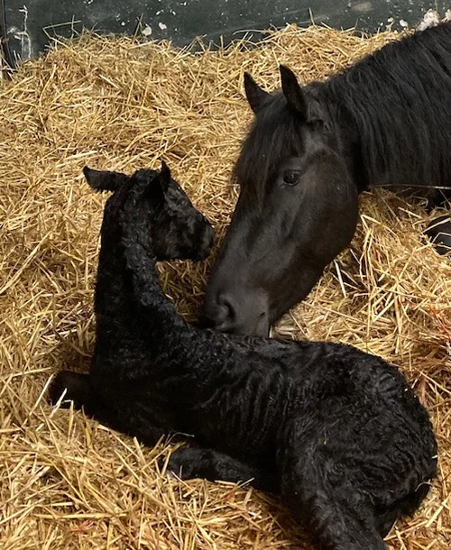 notre belle et douce jument Frison Jinthe du Manoir une mère admirable pour nos poulains Frisons
