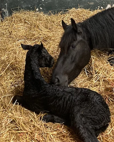 notre jument Frison Jinthe du Manoir avec son poulain Frison