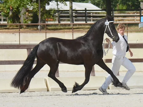 Jinthe du Manoir pouliniere frison splendide au concours de Modèles et Allures