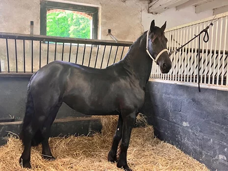 Jinthe du Manoir pouliniere frison