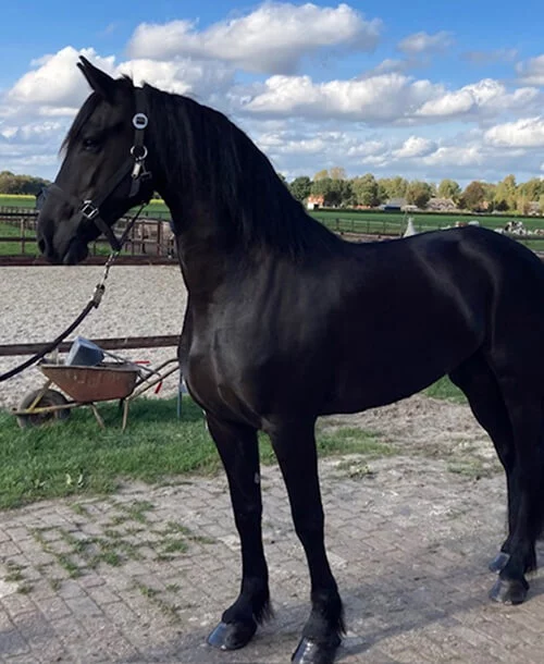 notre jument Frison Keet du Manoir