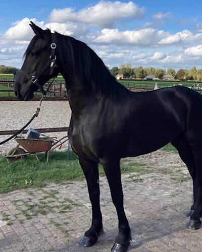 la belle jument Frison Keet du Manoir