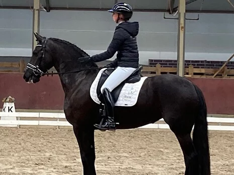 notre jument Frison Keet du Manoir en concours de dressage