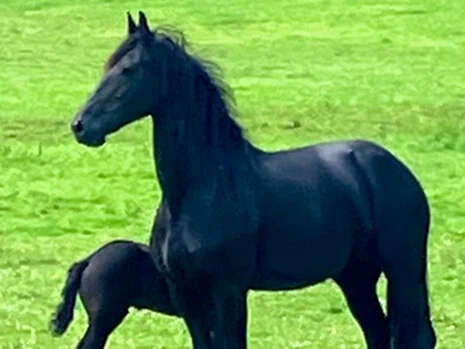 Keet du Manoir pouliniere frison de notre élevage de chevaux frisons dans le Calvados