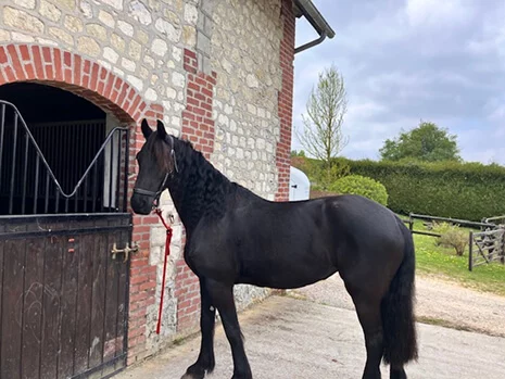Keet du Manoir pouliniere frison en Normandie