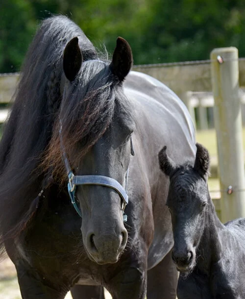 Silke du Manoir une poulinière Frison douce et exemplaire pour nos poulains Frisons