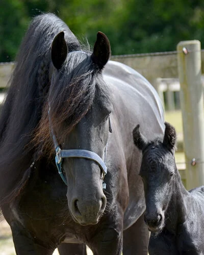 la belle jument Frison Silke du Manoir accompagnée de son poulain Frison
