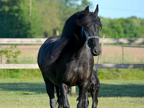 la belle Silke du Manoir notre poulinière Frison au tempérament calme pour des poulains biens dans leur tête