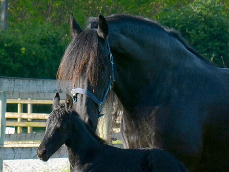 la belle jument Frison Silke du Manoir accompagnée de son poulain Frison