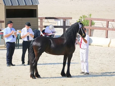Silke du Manoir pouliniere frison aux championnats de France de Modèles et Allures