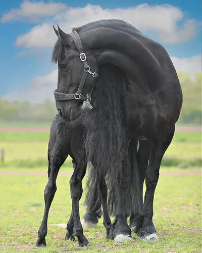Notre poulinière Frison Tara du Manoir une mère exceptionnelle pour nos poulains Frisons