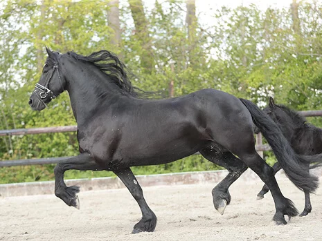 la belle Tara du Manoir notre poulinière Frison aux allures incroyables