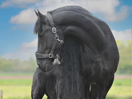 Tara du Manoir une poulinière Frison douce et exemplaire pour nos poulains Frisons
