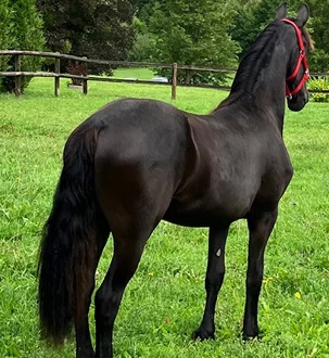 Des frisons bien dans leur tête et dans leurs sabots avec le respect des 3F