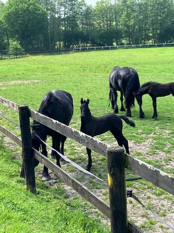 Des frisons nés et élevés en Normandie terre d'élevage équin