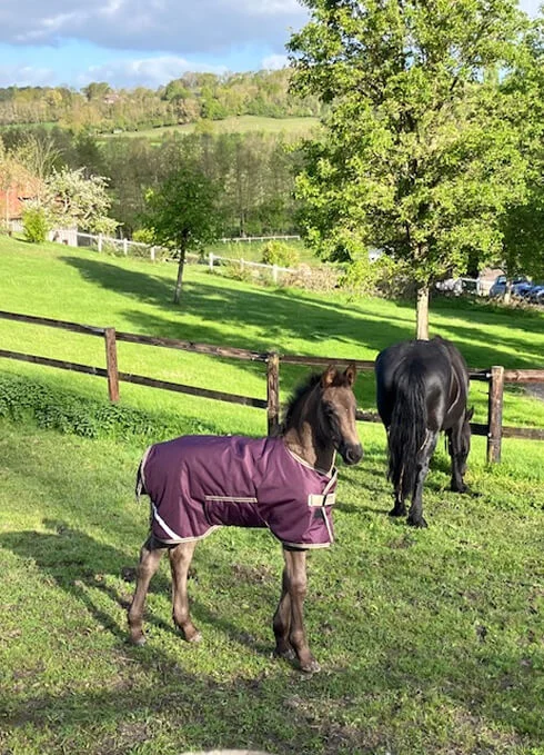 Des poulains bien dans leur tête avec un sevrage naturel en troupeau
