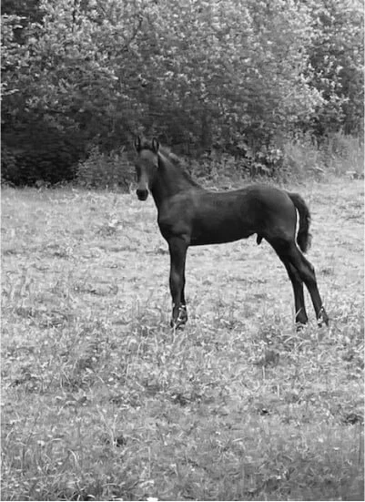 Eux aussi ont écris une belle histoire avec un de nos poulains frison