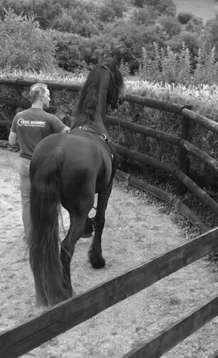 Frisons du Manoir debourrage et éducation des jeunes frisons