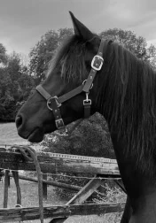 Frisons du Manoir des Frisons manipulés, proches de l'humain et biens éduqués