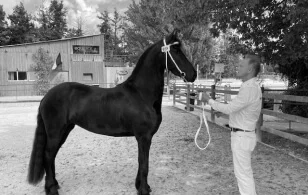 Frisons du Manoir des frisons primés aux championnats de France en concours Modèles et Allures