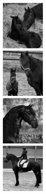 Frisons du Manoir - polaroid - droite