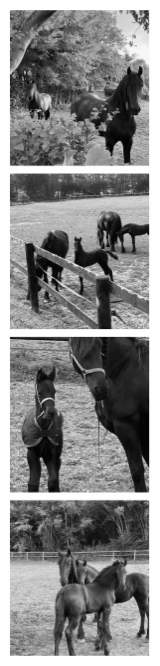 Frisons du Manoir - polaroid - gauche