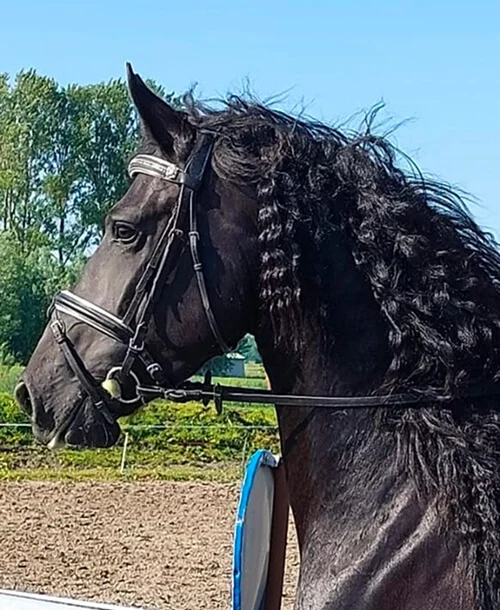 notre poulinière Frison Ienske du Manoir