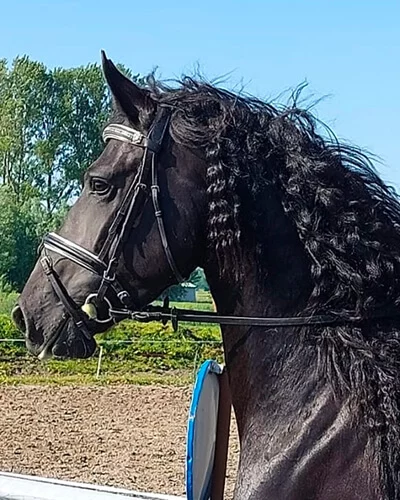 Notre belle jument Frison Ienske du Manoir est montée