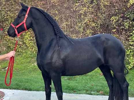 Notre poulinière Ienske du Manoir un modèle de beauté pour nos poulains Frisons