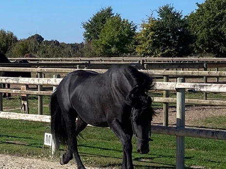 Ienske du Manoir pouliniere frison en Normandie