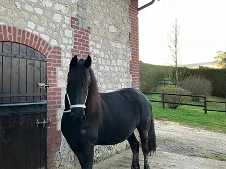 Ienske du Manoir pouliniere frison de notre élevage de Frisons dans le Calvados entre Lisieux et Deauville