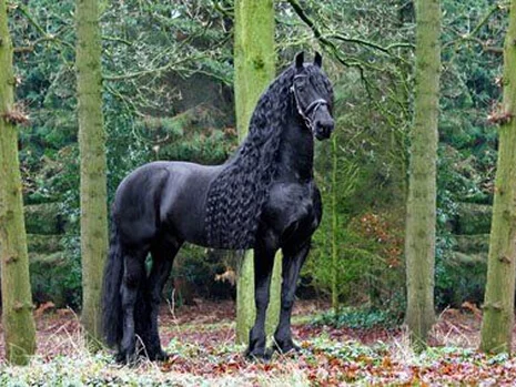 Jasper 366 un étalon aux qualités remarquables pour nos poulains Frisons