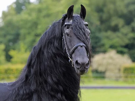 Jasper 366 étalon Frison inscrit au studbook hollandais