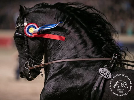 Jasper 366 un étalon Frison avec de belles capacités sportives en attelage