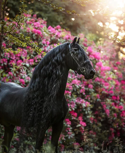 le légendaire étalon Frison Jasper 366