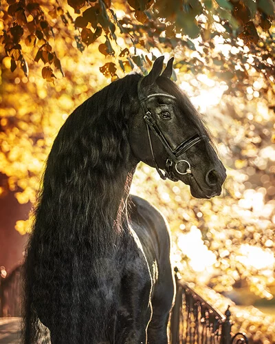 Jasper 366 etalon frison père des poulains Frisons du Manoir