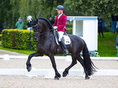l'étalon Frison Jehannes 484 brille en dressage sur les terrains de concours