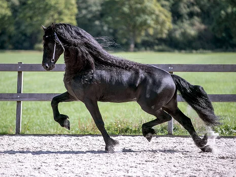 l'étalon Frison Jehannes 484 inscrit au studbook hollandais comme reproducteur officiel Frison