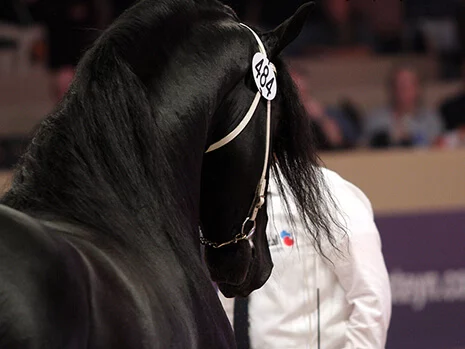 nous avons choisi le superbe étalon Frison Jehannes 484 pour être le père de nos poulains Frisons du Manoir