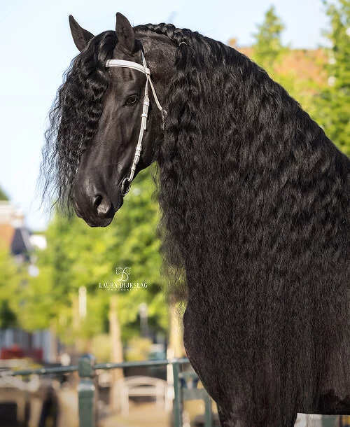 l'étalon Frison Jehannes 484 un excellent père pour nos poulains Frisons du Manoir