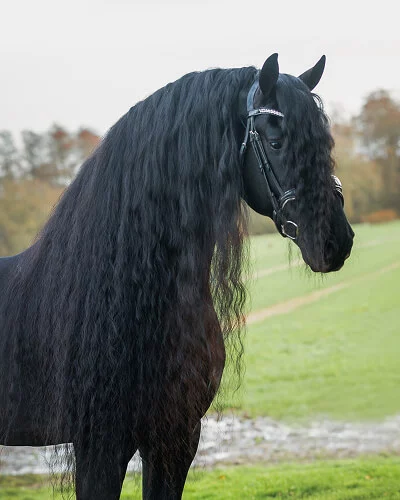 Jehannes 484 etalon frison père des poulains Frisons du Manoir