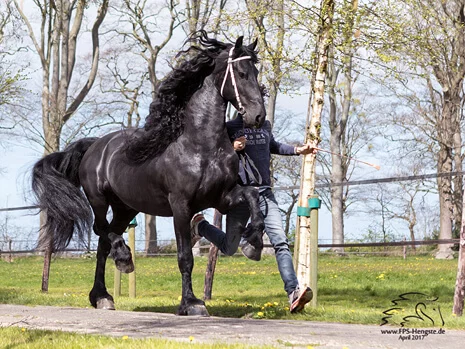 Julius 486 etalon frison aux allures aériennes