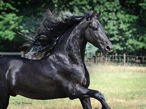 l'étalon Frison Julius 486 est reconnu par le studbook hollandais comme reproducteur de choix pour des Frisons de qualité