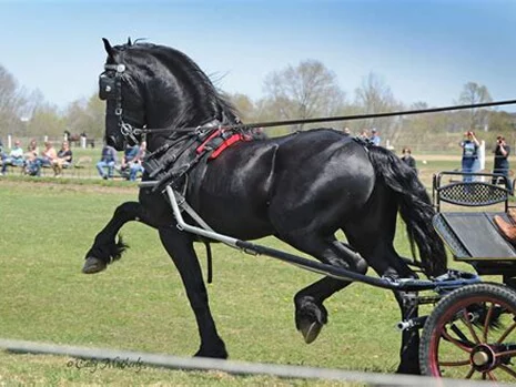 Julius 486 etalon frison excelle en attelage