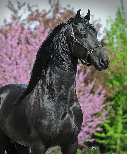 le bel étalon Frison Julius 486 pour nos poulains Frisons du Manoir