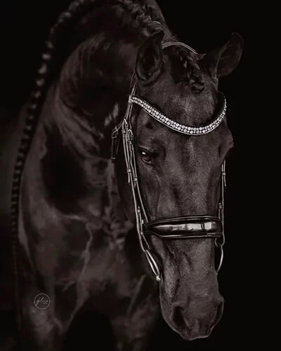 Julius 486 etalon frison père des poulains Frisons du Manoir