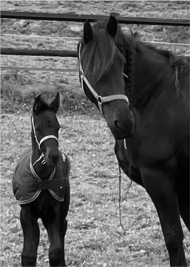 La belle histoire de notre poulain frison et de ses nouveaux propriétaires