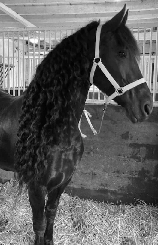 Le cheval frison la perle noire des équidés